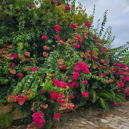 Casa De Flores Dénia Exterior photo